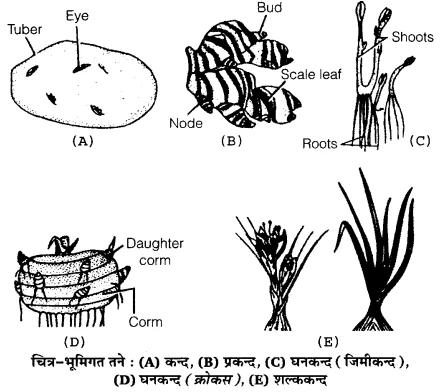 UP Board Solutions for Class 12 Biology Chapter 1 Reproduction in Organisms Q.1.1