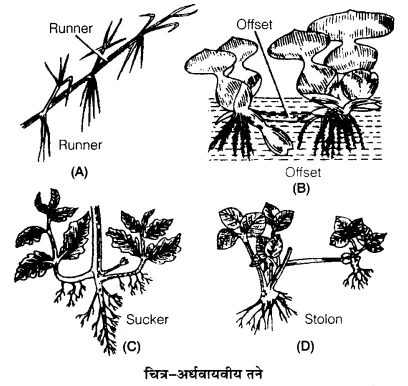 UP Board Solutions for Class 12 Biology Chapter 1 Reproduction in Organisms Q.1.2