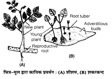 UP Board Solutions for Class 12 Biology Chapter 1 Reproduction in Organisms Q.1.3