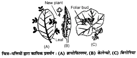 UP Board Solutions for Class 12 Biology Chapter 1 Reproduction in Organisms Q.1.4
