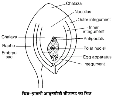 UP Board Solutions for Class 12 Biology Chapter 2 Sexual Reproduction in Flowering Plants Q.4
