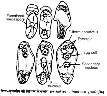 UP Board Solutions for Class 12 Biology Chapter 2 Sexual Reproduction in Flowering Plants Q.6