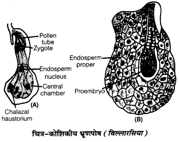 UP Board Solutions for Class 12 Biology Chapter 2 Sexual Reproduction in Flowering Plants 4Q.6.3