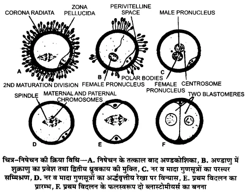 UP Board Solutions for Class 12 Biology Chapter 3 Human Reproduction 2Q.1.2