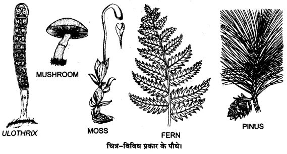 UP Board Solutions for Class 12 Biology Chapter 7 Evolution Q.7.2