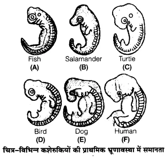 UP Board Solutions for Class 12 Biology Chapter 7 Evolution 3Q.1.3