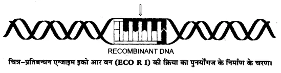 UP Board Solutions for Class 12 Biology Chapter 11 Biotechnology Principles and Processes Q.2.2