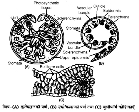 UP Board Solutions for Class 12 Biology Chapter 13 Organisms and Populations 2Q.2.2