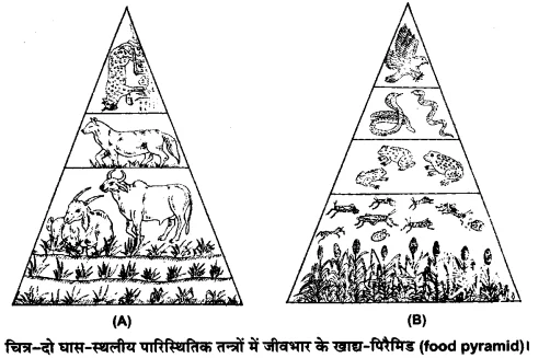 UP Board Solutions for Class 12 Biology Chapter 14 Ecosystem Q.9.1