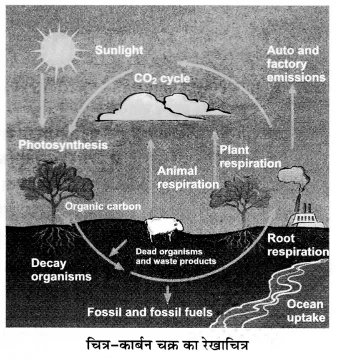 UP Board Solutions for Class 12 Biology Chapter 14 Ecosystem 2Q.6