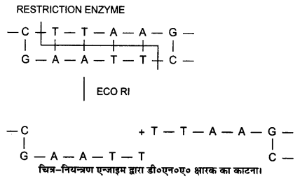 UP Board Solutions for Class 12 Biology Chapter 12 Biotechnology and its Applications Q.6.2