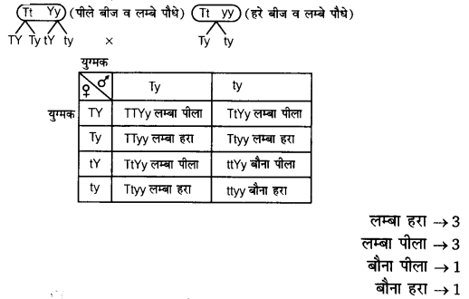 UP Board Solutions for Class 12 Biology Chapter 5 Principles of Inheritance and Variation Q.7