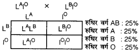 UP Board Solutions for Class 12 Biology Chapter 5 Principles of Inheritance and Variation 4Q.2.6