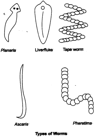 NCERT Solutions for Class 9 Science Chapter 7 Diversity in Living Organisms LAQ Q5